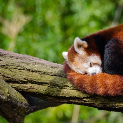 Red Panda
